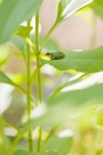 Rana dell'albero del Pacifico seduta sulla foglia della pianta, primo piano — Foto stock