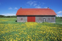 Red-roofed barn and dandelions in meadow, Gaspe Peninsula, Quebec, Canada. — Stock Photo