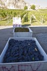Colheita de uvas Pinot Noir maduras em caixas em vinhedo, Okanagan Falls, Canadá . — Fotografia de Stock