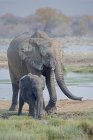 Éléphants d'Afrique au point d'eau dans le parc national d'Etosha, Namibie — Photo de stock