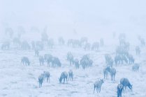 Elk herd in early morning fog at Waterton Lakes National Park, Alberta, Canada. — Stock Photo