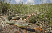 Serpiente corredor oriental arrastrándose en el prado de Saskatchewan, Canadá - foto de stock