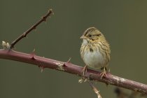 Lincolns sparrow perched on spiky branch, close-up — Stock Photo