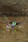 Лесная колибри с фиолетовой короной купается в потоке тропических лесов, крупным планом . — стоковое фото