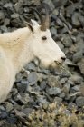 Mountain goat eating grass in mountain meadow, close-up — Stock Photo