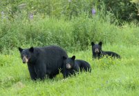 Wild American black bear with cubs walking in flowering and grassy meadow near Lake Superior, Ontario, Canada — Stock Photo
