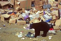 Urso negro americano forrageando no lixão municipal, Colúmbia Britânica, Canadá — Fotografia de Stock
