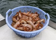 Gros plan des crevettes fraîches dans le panier en plastique par l'eau — Photo de stock