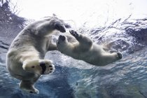 Ursos polares brincando debaixo d 'água no Assiniboine Park Zoo, Manitoba, Canadá — Fotografia de Stock