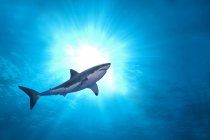 Gran tiburón blanco nadando en aguas azules con retroiluminación . - foto de stock