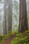 Redwoods along trail in Del Norte Coast Redwoods State Park, California, USA — Stock Photo