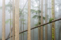 Tree trunks with moss and leaves in foggy forest of old-growth western hemlocks, Vancouver Island, British Columbia, Canada. — Stock Photo