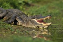 Primo piano di alligatore che cammina verso l'acqua a Brazos Bend State Park, Texas, Stati Uniti d'America — Foto stock