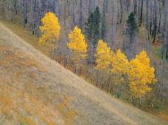 Forest trees in autumnal foliage in Muleshoe area, Banff National Park, Alberta, Canada — Stock Photo