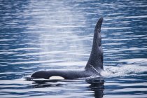 Orca whale swimming in water near Vancouver Island, British Columbia, Canada — Stock Photo