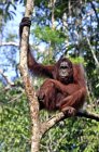 Orang-Utan sitzt auf Baum und blickt in die Kamera in Kuching, Borneo, Malaysien — Stockfoto