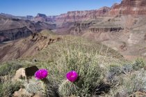 Flowering Mojave prickly pear cactuses growing at Tanner Trail of Grand Canyon, Arizona, USA — Stock Photo