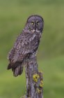 Great grey owl sitting on mossy tree branch. — Stock Photo