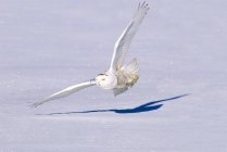 Caccia gufo nevoso in volo sopra la prateria nevosa . — Foto stock
