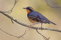 Varied thrush perched on branch in forest. — Stock Photo