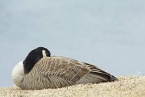 Canada goose nesting in meadow of Bow Valley Provincial Park, Alberta, Canadá — Fotografia de Stock