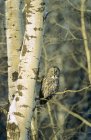 Wintering adult great gray owl sitting on birch tree branch in forest. — Stock Photo