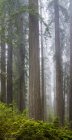 Redwoods along trail in Del Norte Coast Redwoods State Park, California, Estados Unidos - foto de stock