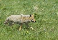 Coyote hunting on prairie grassland of Waterton Lakes National Park, Alberta, Canada. — Stock Photo