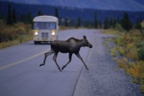 Лось теленок пересекает шоссе с автобусом в Денали Национальный парк, Аляска, Соединенные Штаты Америки — стоковое фото