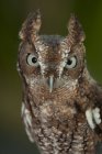 Oriental screech-owl olhando na câmera, close-up . — Fotografia de Stock