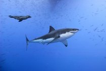 Großer weißer Hai schwimmt mit Fischen und kalifornischen Seelöwen in Baja, Mexiko — Stockfoto
