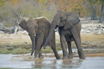 Elefanti africani giovani che giocano al pozzo d'acqua nel Parco Nazionale di Etosha, Namibia — Foto stock