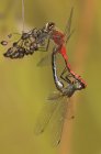 Meadowhawk à face blanche libellules accouplement sur la plante . — Photo de stock