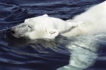 Крупный план купания белого медведя в воде Уэйгер-Бей национального парка Уккусиксалик, Канада — стоковое фото