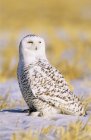 Snowy owl standing aware in snow covered meadow. — Stock Photo