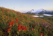 Pincel e tremoços no prado perto do Lago Russet, Parque Provincial Garibaldi, Colúmbia Britânica, Canadá . — Fotografia de Stock