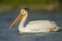 American white pelican swimming on water. — Stock Photo