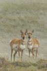 Pronghorns de pé em pastagens de Wyoming, EUA — Fotografia de Stock