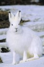 Предупредить арктического зайца, сидящего на снежной земле — стоковое фото