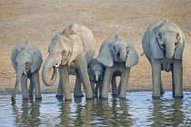 Африканские слоны пьют в водопое в Национальном парке Этоша, Намибия — стоковое фото