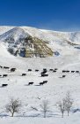 Cattle in snow covered Big Muddy Badlands, Saskatchewan, Canada — Stock Photo