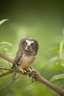 Northern saw-whet owl perching on tree branch with green leaves. — Stock Photo