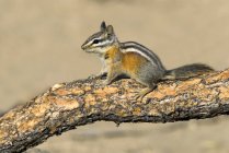 Menos esquilo sentado no galho da árvore, close-up — Fotografia de Stock