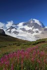 Prado de flores silvestres com Mount Robson em British Columbia, Canadá — Fotografia de Stock