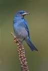 Pássaro azul da montanha com pego em bico empoleirado na planta — Fotografia de Stock