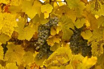 Виноград гудзурцтрамінер на лозах при осінньому врожаї . — стокове фото
