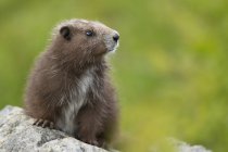 Vancouver Island Marmot sentado en la roca en el prado y mirando hacia otro lado
. - foto de stock