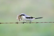 Uccello stridulo testa di carabina appollaiato su filo spinato con preda passero color argilla
. — Foto stock