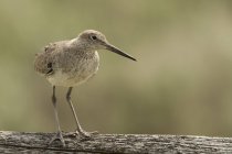 Willet bird perched on log outdoors, close-up. — Stock Photo