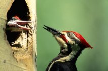 Pileated woodpecker feeding ant to chick at hollow nest, close-up. — Stock Photo